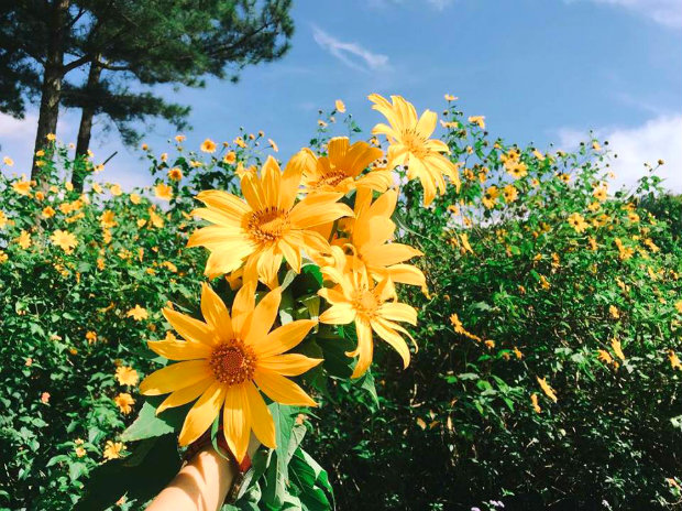 Tháng 9 đến tháng 11 Đà Lạt ngập tràn sắc vàng của hoa dã quỳ